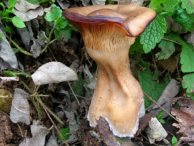 Clitocybe geotropa e Omphalotus olearius